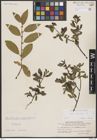 Foto von Salix borealis Fr.